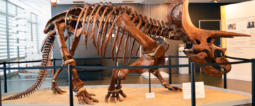 Article dinos